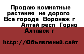 Продаю комнатные растения  не дорого - Все города, Воронеж г.  »    . Алтай респ.,Горно-Алтайск г.